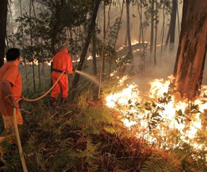 شبكة اتصال عن طريق الراديو والساتل لمكافحة حرائق الغابات الشروق